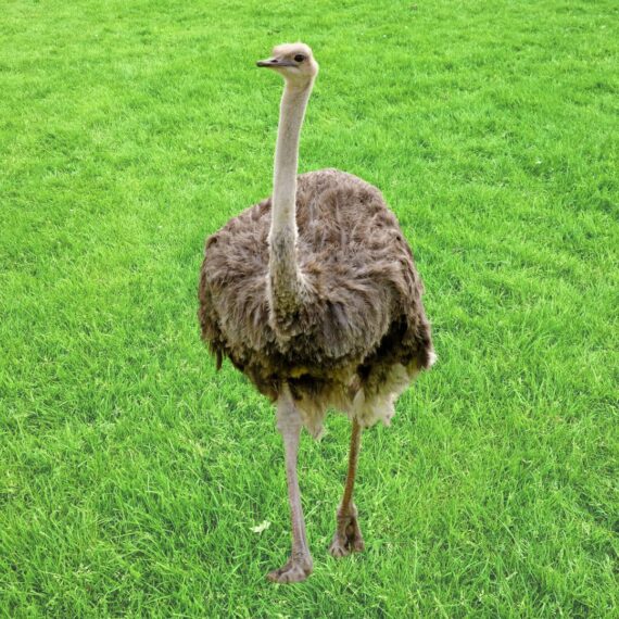 Ostrich