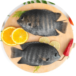 Freshwater Fish